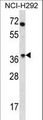OR4N2 Antibody - OR4N2 Antibody western blot of NCI-H292 cell line lysates (35 ug/lane). The OR4N2 antibody detected the OR4N2 protein (arrow).