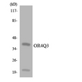 OR4Q3 Antibody - Western blot analysis of the lysates from 293 cells using OR4Q3 antibody.