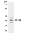 OR4X1 Antibody - Western blot analysis of the lysates from RAW264.7cells using OR4X1 antibody.
