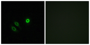 OR4X1 Antibody - Immunofluorescence analysis of A549 cells, using OR4X1 Antibody. The picture on the right is blocked with the synthesized peptide.