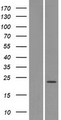 OR4X1 Protein - Western validation with an anti-DDK antibody * L: Control HEK293 lysate R: Over-expression lysate