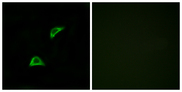 OR51A4 Antibody - Immunofluorescence analysis of LOVO cells, using OR51A4 Antibody. The picture on the right is blocked with the synthesized peptide.