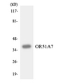 OR51A7 Antibody - Western blot analysis of the lysates from HUVECcells using OR51A7 antibody.