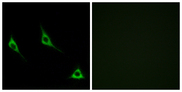 OR51A7 Antibody - Immunofluorescence analysis of LOVO cells, using OR51A7 Antibody. The picture on the right is blocked with the synthesized peptide.