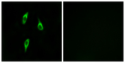 OR51B2 Antibody - Immunofluorescence analysis of LOVO cells, using OR51B2 Antibody. The picture on the right is blocked with the synthesized peptide.