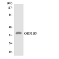 OR51B5 Antibody - Western blot analysis of the lysates from HepG2 cells using OR51B5 antibody.
