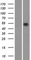 OR51M1 Protein - Western validation with an anti-DDK antibody * L: Control HEK293 lysate R: Over-expression lysate