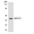 OR51T1 Antibody - Western blot analysis of the lysates from K562 cells using OR51T1 antibody.