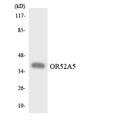 OR52A5 Antibody - Western blot analysis of the lysates from HepG2 cells using OR52A5 antibody.