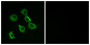 OR52B2 Antibody - Immunofluorescence analysis of MCF7 cells, using OR52B2 Antibody. The picture on the right is blocked with the synthesized peptide.