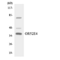 OR52E4 Antibody - Western blot analysis of the lysates from HT-29 cells using OR52E4 antibody.