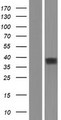 OR52K2 Protein - Western validation with an anti-DDK antibody * L: Control HEK293 lysate R: Over-expression lysate