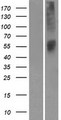 OR52L1 Protein - Western validation with an anti-DDK antibody * L: Control HEK293 lysate R: Over-expression lysate