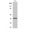 OR52N4 Antibody - Western blot of Olfactory receptor 52N4 antibody