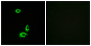 OR56B1 Antibody - Immunofluorescence analysis of HUVEC cells, using OR56B1 Antibody. The picture on the right is blocked with the synthesized peptide.