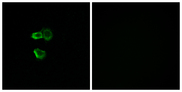 OR56B4 Antibody - Immunofluorescence analysis of MCF7 cells, using OR56B4 Antibody. The picture on the right is blocked with the synthesized peptide.