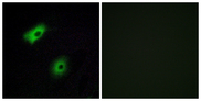 OR5A2 Antibody - Immunofluorescence analysis of A549 cells, using OR5A2 Antibody. The picture on the right is blocked with the synthesized peptide.