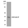 OR5AK3P Antibody - Western blot analysis of the lysates from HepG2 cells using OR5AK3P antibody.