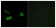 OR5AR1 Antibody - Immunofluorescence analysis of A549 cells, using OR5AR1 Antibody. The picture on the right is blocked with the synthesized peptide.