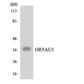 OR5AU1 Antibody - Western blot analysis of the lysates from K562 cells using OR5AU1 antibody.