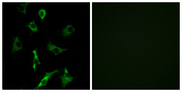OR5B3 Antibody - Immunofluorescence analysis of COS7 cells, using OR5B3 Antibody. The picture on the right is blocked with the synthesized peptide.