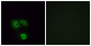 OR5H1 Antibody - Immunofluorescence analysis of A549 cells, using OR5H1 Antibody. The picture on the right is blocked with the synthesized peptide.