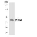 OR5K1 Antibody - Western blot analysis of the lysates from HeLa cells using OR5K1 antibody.