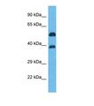 OR5K2 Antibody - Western blot of Human HepG2. OR5K2 antibody dilution 1.0 ug/ml.  This image was taken for the unconjugated form of this product. Other forms have not been tested.