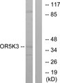 OR5K3 Antibody - Western blot analysis of lysates from K562 cells, using OR5K3 Antibody. The lane on the right is blocked with the synthesized peptide.