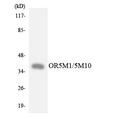 OR5M1+10 Antibody - Western blot analysis of the lysates from Jurkat cells using OR5M1/5M10 antibody.