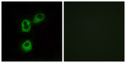 OR5M1 Antibody - Immunofluorescence analysis of MCF7 cells, using OR5M1 Antibody. The picture on the right is blocked with the synthesized peptide.