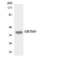 OR5M9 Antibody - Western blot analysis of the lysates from HUVECcells using OR5M9 antibody.