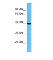 OR5T2 Antibody - Western blot of Human HepG2. OR5T2 antibody dilution 1.0 ug/ml.  This image was taken for the unconjugated form of this product. Other forms have not been tested.