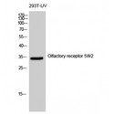 OR5W2 Antibody - Western blot of Olfactory receptor 5W2 antibody