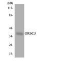 OR6C3 Antibody - Western blot analysis of the lysates from K562 cells using OR6C3 antibody.