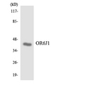 OR6J1 Antibody - Western blot analysis of the lysates from COLO205 cells using OR6J1 antibody.