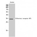 OR6P1 Antibody - Western blot of Olfactory receptor 6P1 antibody