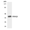 OR6Q1 Antibody - Western blot analysis of the lysates from HT-29 cells using OR6Q1 antibody.