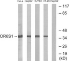 OR6S1 Antibody - Western blot analysis of lysates from HeLa, HepG2, HUVEC, and HT-29 cells, using OR6S1 Antibody. The lane on the right is blocked with the synthesized peptide.