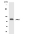 OR6T1 Antibody - Western blot analysis of the lysates from COLO205 cells using OR6T1 antibody.