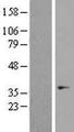 OR7C1 Protein - Western validation with an anti-DDK antibody * L: Control HEK293 lysate R: Over-expression lysate