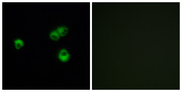 OR7E5P Antibody - Immunofluorescence analysis of MCF-7 cells, using OR7E5P Antibody. The picture on the right is blocked with the synthesized peptide.