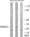 OR8G5 Antibody - Western blot analysis of lysates from HeLa and COLO cells, using OR8G5 Antibody. The lane on the right is blocked with the synthesized peptide.