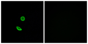 OR8H2 Antibody - Immunofluorescence analysis of A549 cells, using OR8H2 Antibody. The picture on the right is blocked with the synthesized peptide.