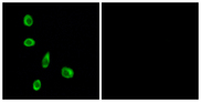 OR8J1 Antibody - Immunofluorescence analysis of MCF7 cells, using OR8J1 Antibody. The picture on the right is blocked with the synthesized peptide.