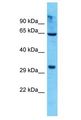OR8K5 Antibody - OR8K5 antibody Western Blot of 293T. Antibody dilution: 1 ug/ml.  This image was taken for the unconjugated form of this product. Other forms have not been tested.