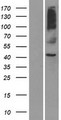 OR8S1 Protein - Western validation with an anti-DDK antibody * L: Control HEK293 lysate R: Over-expression lysate