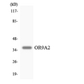 OR9A2 Antibody - Western blot analysis of the lysates from HT-29 cells using OR9A2 antibody.