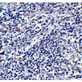 ORAI3 Antibody - Immunohistochemistry of ORAI3 in mouse spleen tissue with ORAI3 antibody at 2 µg/mL.