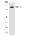 ORC1 Antibody - Western blot analysis of the lysates from HepG2 cells using ORC1L antibody.